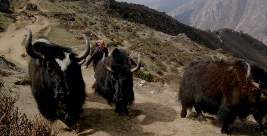 Yak Herding